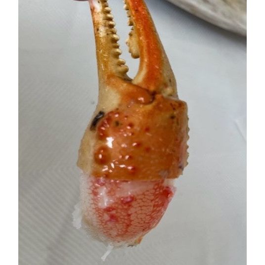 Snow Crab Claws XL (3lbs.)